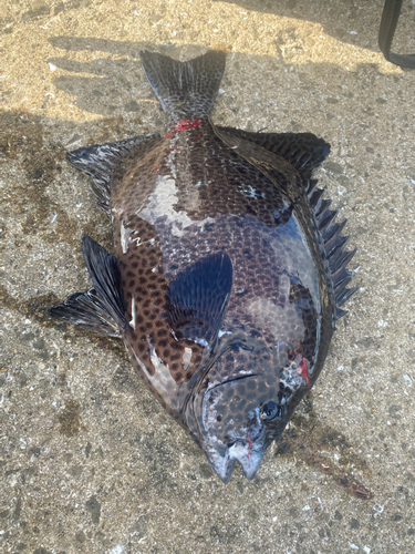 イシガキダイの釣果