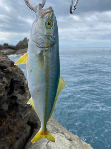 ツバスの釣果