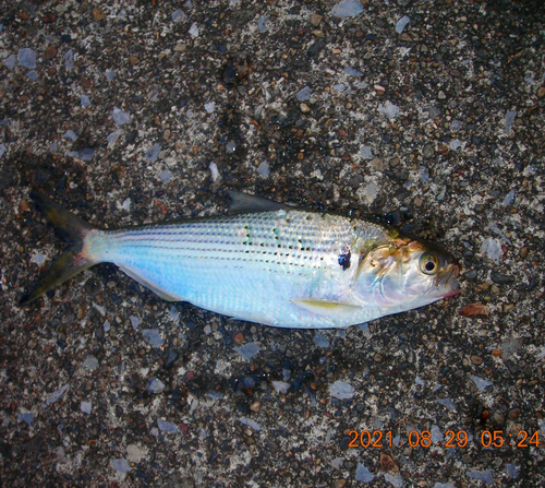 コノシロの釣果