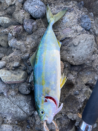 ツバスの釣果