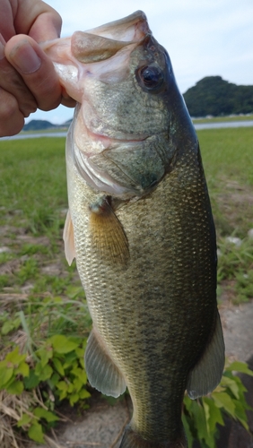 釣果