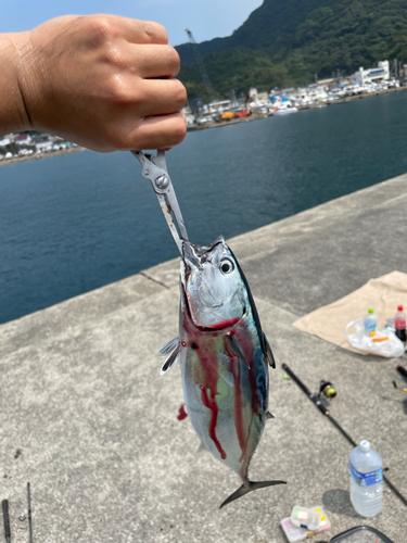 ソウダガツオの釣果