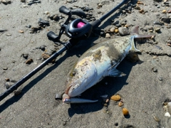 ショゴの釣果