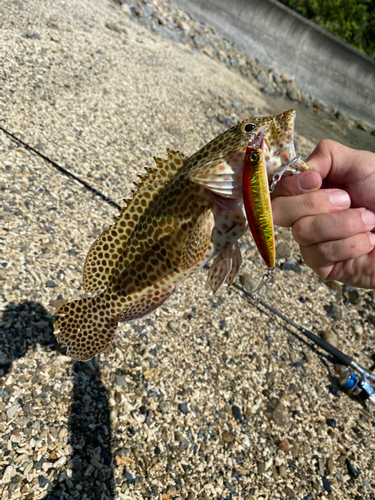 イシミーバイの釣果