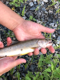 イワナの釣果