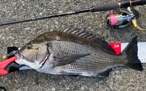 チヌの釣果