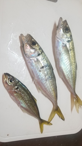 マアジの釣果