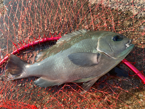 グレの釣果