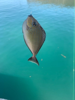 釣果