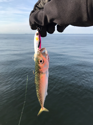 サバの釣果