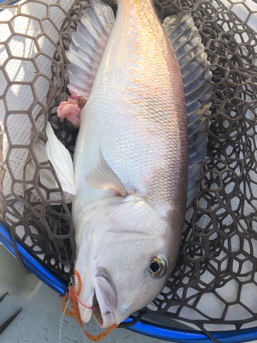 シロアマダイの釣果