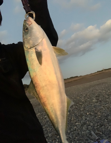 イナダの釣果