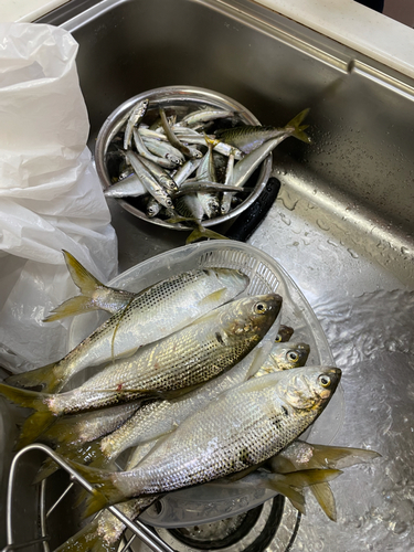 コノシロの釣果