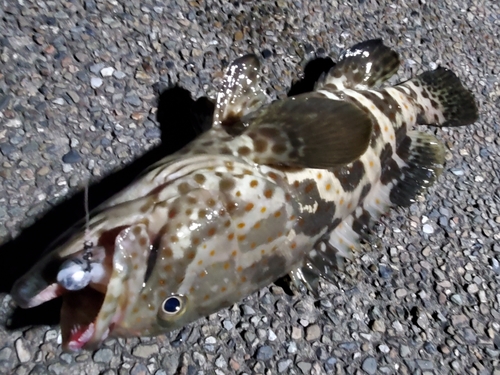 チャイロマルハタの釣果