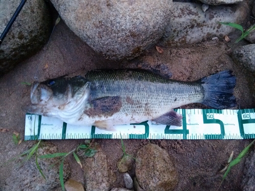 ブラックバスの釣果