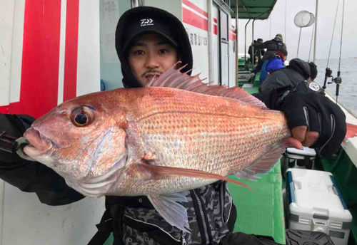 マダイの釣果