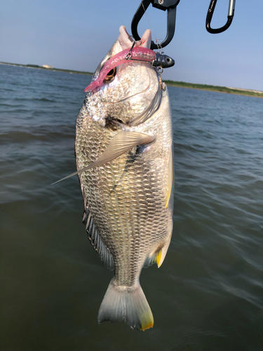 キビレの釣果