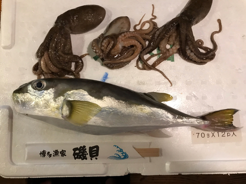 カナフグの釣果