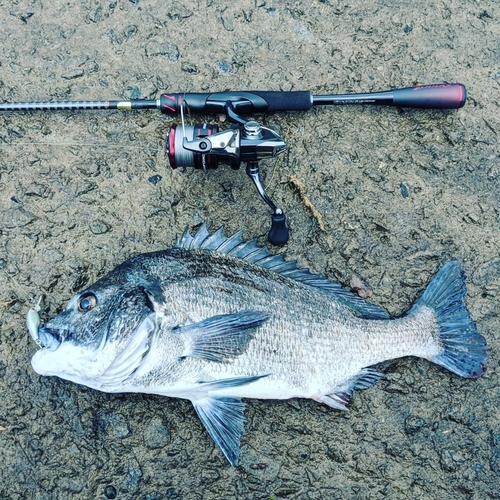 チヌの釣果