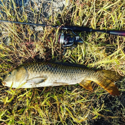 コイの釣果