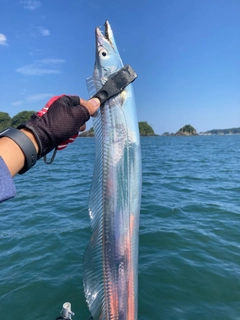 タチウオの釣果