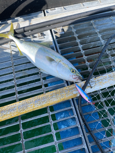 ツバスの釣果