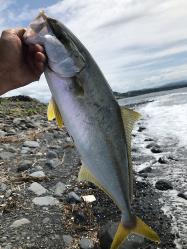 ヒラマサの釣果