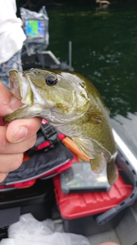 スモールマウスバスの釣果