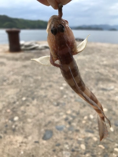 イトヒキハゼの釣果