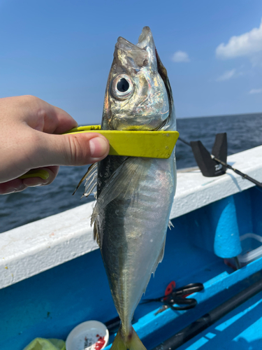 マアジの釣果