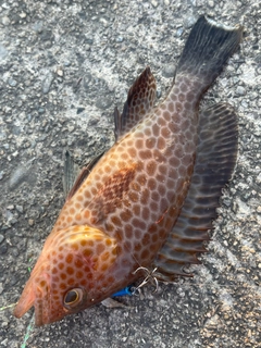 オオモンハタの釣果