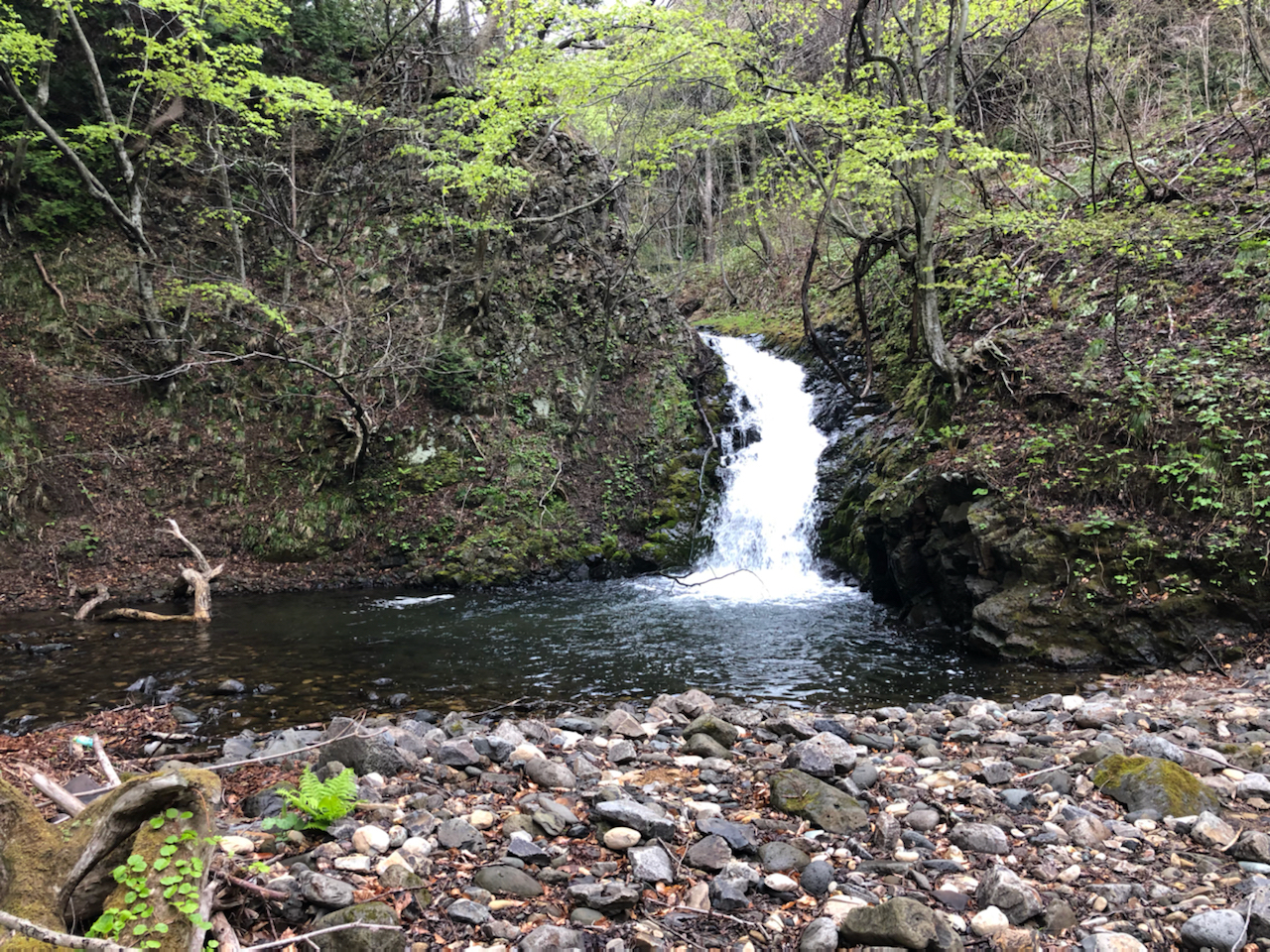 イワナ