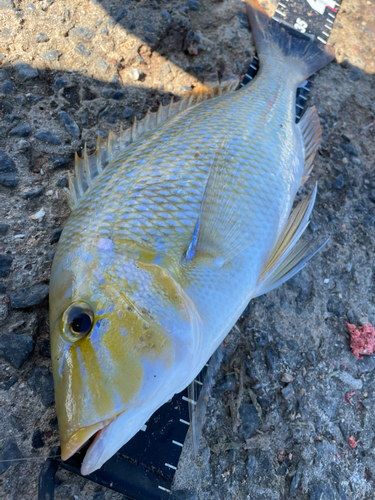 タマンの釣果