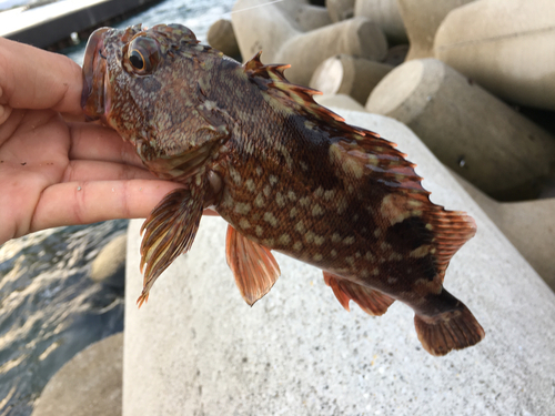 カサゴの釣果