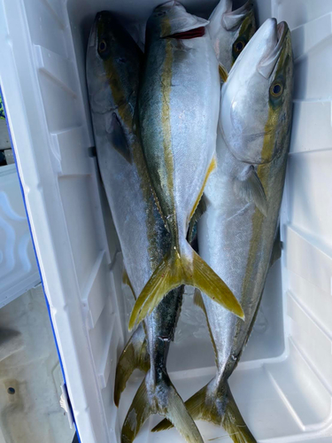 ハマチの釣果