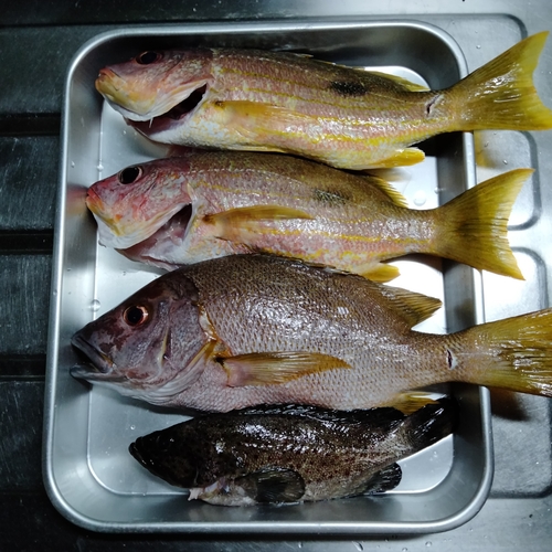 シブダイの釣果