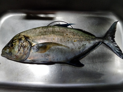 ナンヨウカイワリの釣果