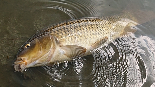 コイの釣果