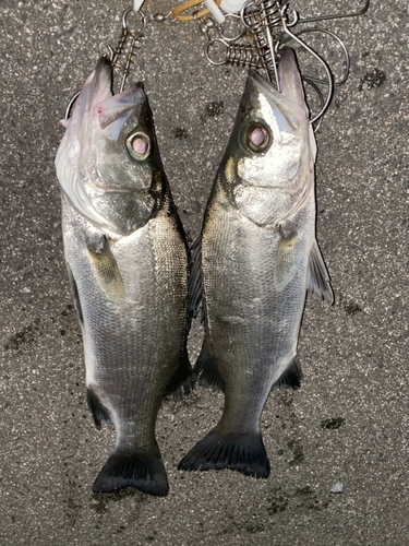 シーバスの釣果