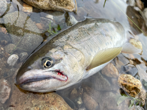 ヤマメの釣果