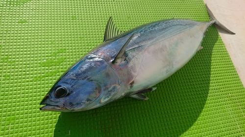 ヒラソウダの釣果