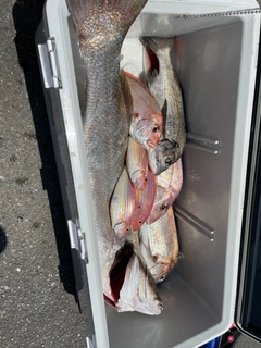 オオニベの釣果