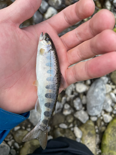 アマゴの釣果