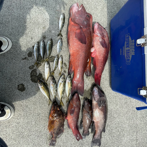 コブダイの釣果