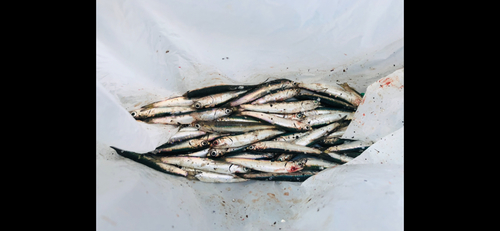 カタクチイワシの釣果