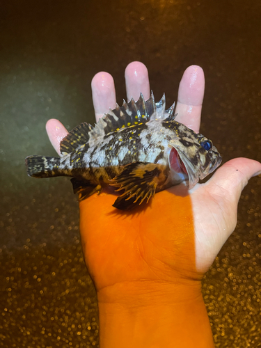 オウゴンムラソイの釣果