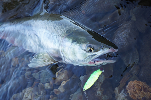 カラフトマスの釣果