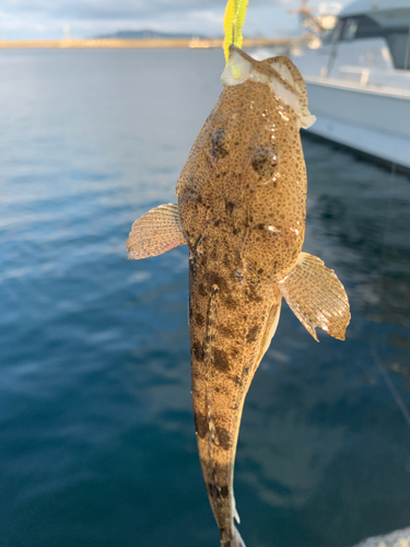 マゴチの釣果