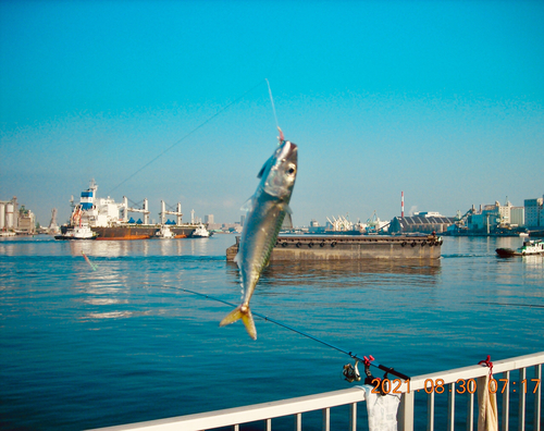 サバの釣果