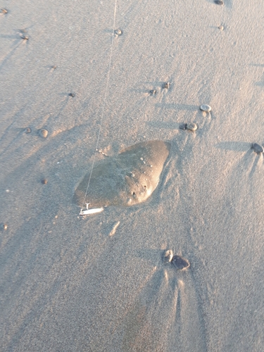 エイの釣果